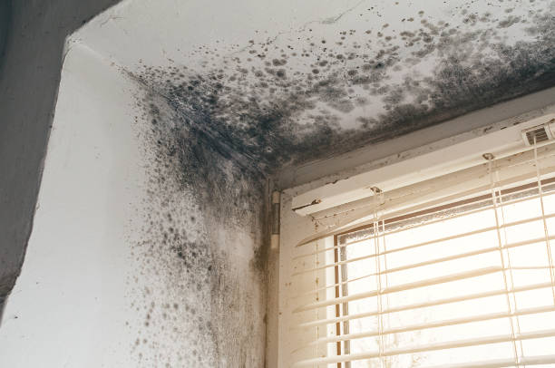 Affordable Mold Remediation solutions in Collingswood, NJ